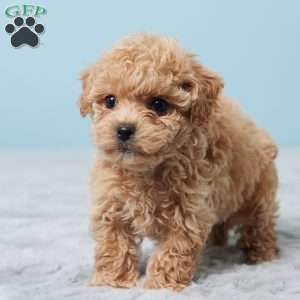 Betsy, Bich-Poo Puppy
